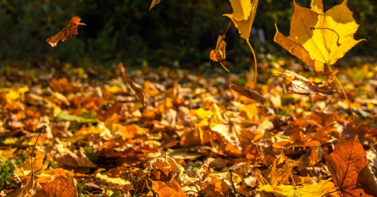 Yellow fall leaves on the ground